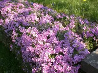Garten April09 003.webp