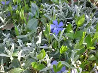 Garten April09 004.webp