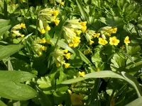 Garten April09 012.webp