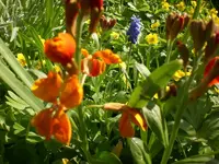Garten April09 013.webp