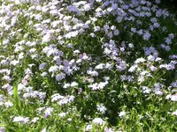 CIMG5328.webp