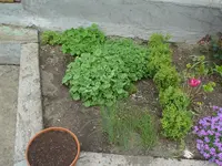 Garten 20.04.2009 004.webp