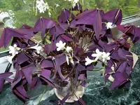 P1000371 komp.webp