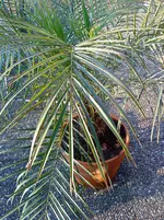 DSC00103.webp