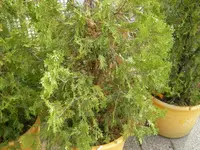 SANY02631.webp