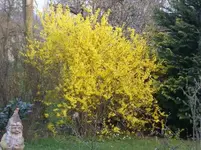 Forsitie._600x600_45KB.webp
