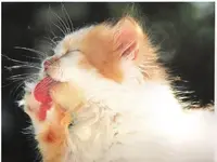 Katzenkinder 001_600x600_45KB.webp