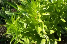 100_1441.webp