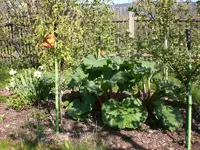 Garten April3 010.webp