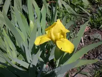 Garten April3 018.webp