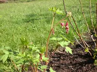 Garten April3 012.webp