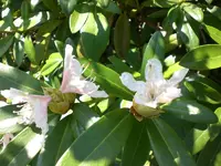 Garten April3 013.webp