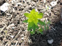 Garten April3 014.webp