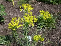 Garten April3 017.webp