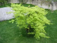 001.webp