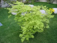 002.webp