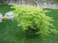 003.webp