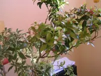 Pflanzen 003.webp