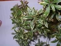 Pflanzen 006.webp