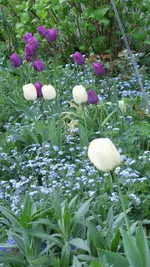 a2.webp