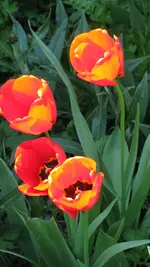a5.webp