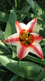 a15.webp