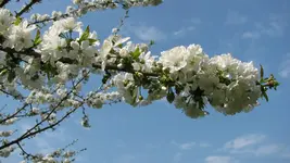 a14.webp