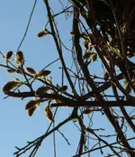 P1050028_519_600.webp