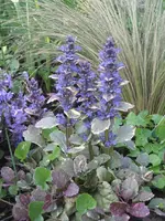 garten09 006.webp