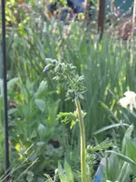 garten09 010.webp