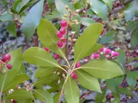 pflanze 006.webp