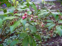 pflanze 004.webp