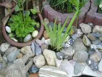 Verbuddelte Iris.webp