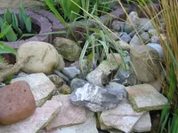 Grün-weiß Gestreifte.webp