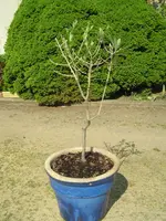 Olive1.webp