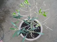 Olive2.webp
