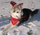 Weihnachtsshera.webp