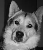 Shera portrait.webp