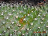 Kaktuserl02.webp