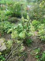 johannisbeere.webp