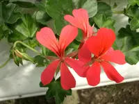 CIMG5338.webp