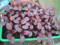 CIMG5342.webp