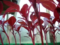 CIMG5343.webp