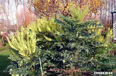2008KW46_9323.webp