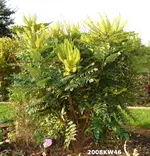 2008KW46_9325.webp