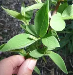 Unbekannter Strauch3.webp