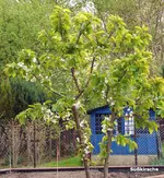 2009KW16_1-0038.webp