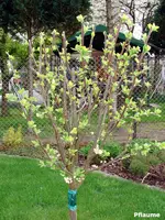 2009KW16_1-0040.webp