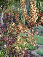Perrueckenstrauch_7306.webp