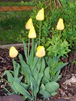 2009KW16_1-0011.webp